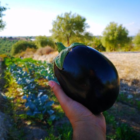 Villa Mennuli&Alivi - Organic Farm Noto Exterior foto